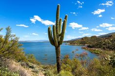 a large cactus next to a body of water with clouds in the sky above it