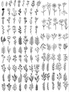 various flowers and plants drawn in black ink on a white background, each with different leaves