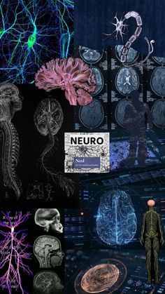 an image of the brain and nervous system in different stages of development, including neuro