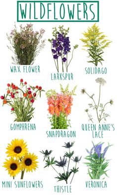 wildflowers are the most popular flowers in america