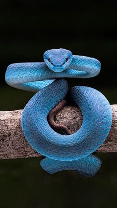 a blue snake is sitting on a branch