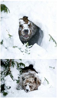 two pictures of a bear in the snow, one is looking out from its hole