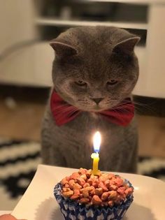 a cat wearing a red bow tie sitting in front of a cupcake with a lit candle