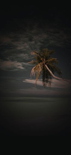 a lone palm tree on the beach at night