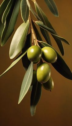 olives hanging from an olive tree branch with green leaves and brown background by corbi