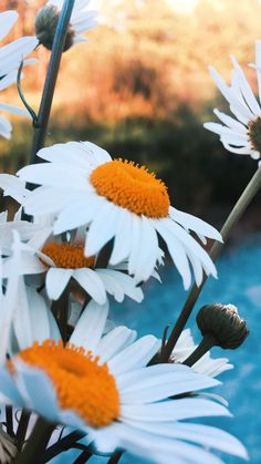 some white and orange flowers are by the water