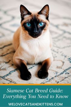 siamese cat breed guide everything you need to know