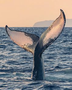 a humpback whale's tail flups as it swims in the ocean