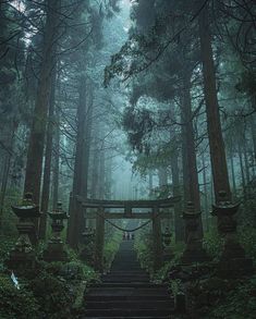 a set of steps leading up to a forest filled with tall trees and mossy plants