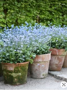 several potted plants with blue flowers in them