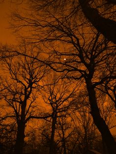 trees with no leaves and the moon in the distance