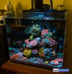 a fish tank filled with lots of colorful corals