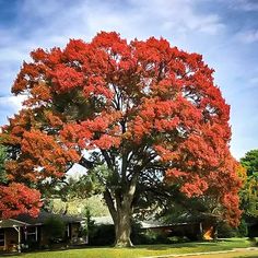 a large red tree in front of a house