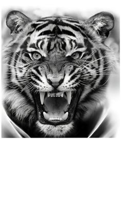 a black and white photo of a tiger with its mouth open