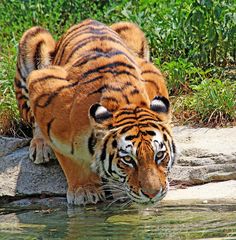 a tiger drinking water from a body of water