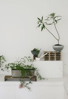 some plants that are sitting on top of a white shelf next to a planter