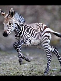 a baby zebra is running in the grass