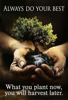 two hands holding a small tree in dirt