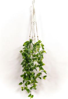 a green plant hanging from a white wall