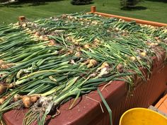 onions and garlic are growing on the back of a wooden box in a garden area