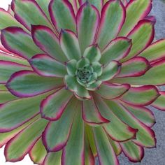 a large green and red flower on top of a plant