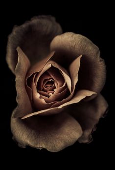 a black and white photo of a rose