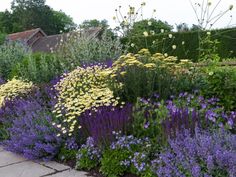 a garden filled with lots of purple and yellow flowers next to a sidewalk in front of a house