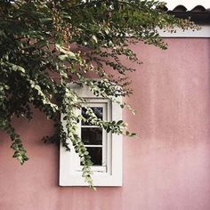 a pink building with a white window and green leaves on the outside, next to a tree