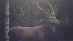 a deer with large antlers standing in the woods at night, looking straight ahead