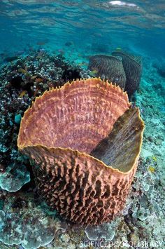 a large coral on the ocean floor