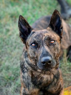 a brown and black dog sitting on top of a grass covered field next to another dog