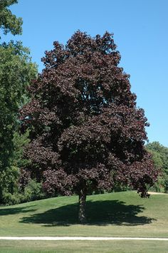 a large tree sitting in the middle of a park