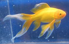 a goldfish swimming in an aquarium filled with water