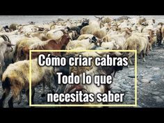 a herd of sheep standing on top of a rocky ground next to a river with the caption'como criar cabas tod lo que neces