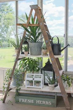 a ladder is used as a shelf for plants