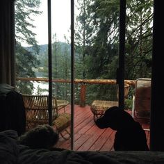 a dog is sitting on the deck looking out at the water and trees from his master's bedroom