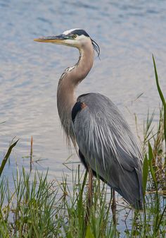 a bird standing in the water near some grass