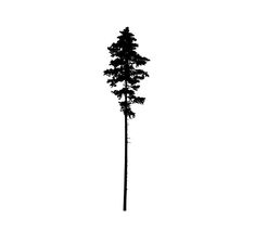 a black and white photo of a tall tree