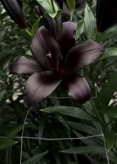 a large black flower with green leaves in the foreground and on the far side