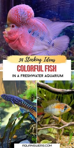 colorful fish in an aquarium with text overlay that reads 31 stocking items colorfish in a freshwater aquarium