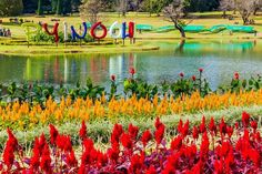 colorful flowers in front of a lake with the word love spelled out on it's side