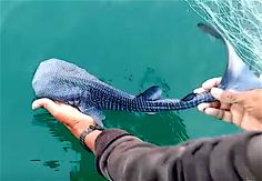 a person holding a fish in their hand while another holds it up to the water