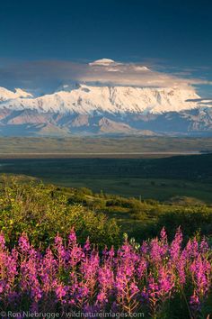 the mountains are covered with snow in the distance and purple flowers in the foreground