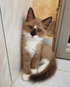 a small kitten is sitting on the floor next to a door and looking at the camera