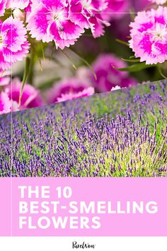 the 10 best - smelling flowers to plant in your garden and how to use them