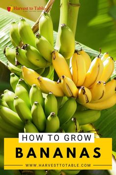 bunches of bananas growing on a tree with text overlay reading how to grow bananas