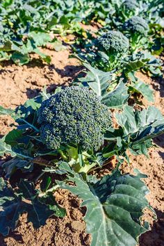 broccoli growing in the middle of a field with lots of leaves on it