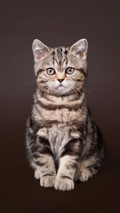 a small kitten sitting on top of a brown floor next to a black background and looking at the camera