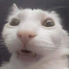 a close up of a white cat with its mouth open and eyes wide open looking at the camera