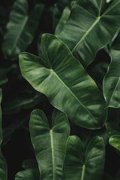 large green leaves are shown in this close up photo